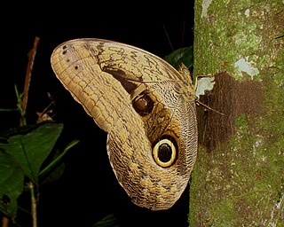 <i>Caligo oedipus</i> species of insect