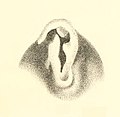 Boston Journal of Natural History, v.7.-Plate 4-fig15-Helix Rugeli.jpg