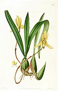 Maxillaria marginata Brasiliorchis marginata