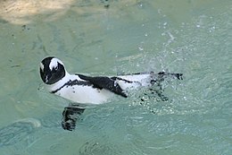 Pápaszemes pingvin (Spheniscus demersus)