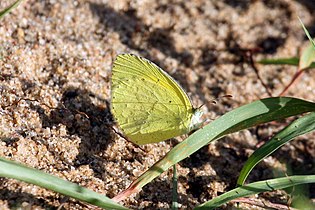 Broad-bordered grass yellow butterfly (Eurema brigitta brigitta).jpg