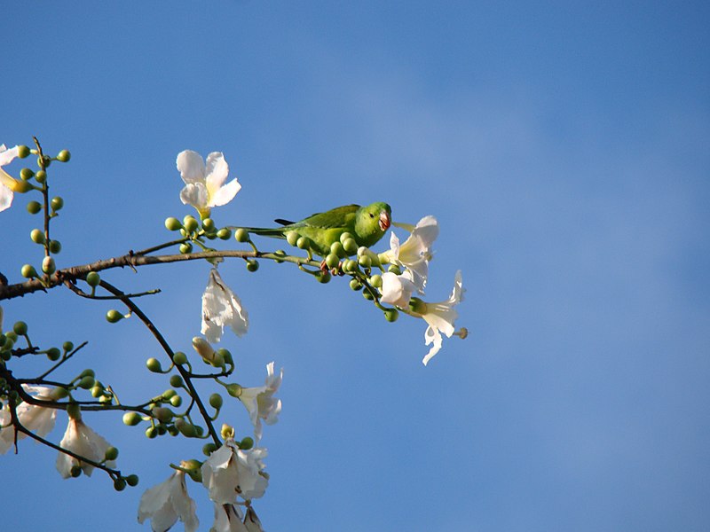 File:Brotogeris chiri-chiri and Ceiba glaziovii in Ceret Park São Paulo.jpg