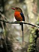 Brown-headed Paradise-Kingfisher.jpg