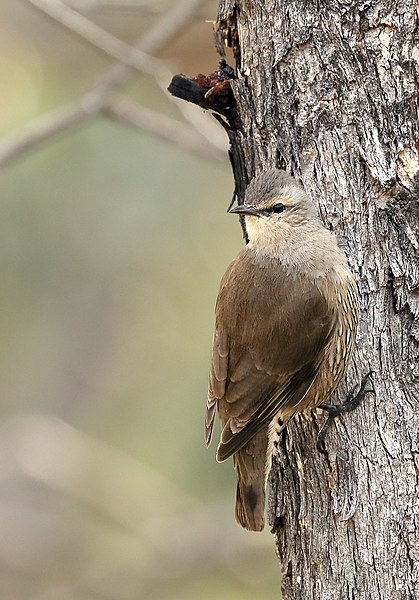 File:Brown Treecreeper (Climacteris picumnus) (37042674761).jpg