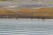 Brown bears, near Russell Island, Glacier Bay, Alaska.jpg