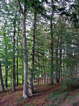 Bosque de hayas (Fagus sylvatica)