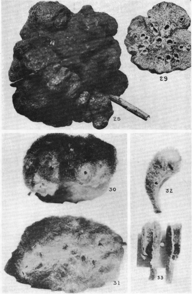 File:Bulletin of AMNH Vol. XLII, Plate XXV.png