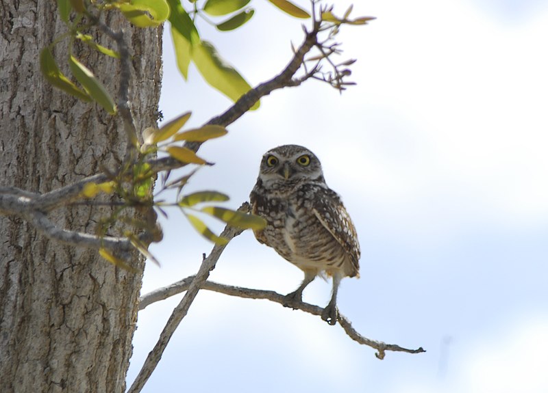 File:Burrowing Owls (2), NPS Photo (9101537808).jpg