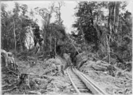 Bush tramvaj s drvenim tračnicama, u Akatarawa, Price's Bush, oko 1903. ATLIB 336632.png