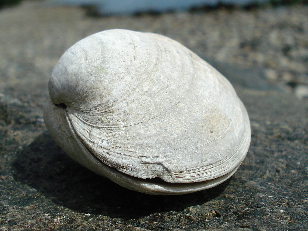 is a clam an invertebrate