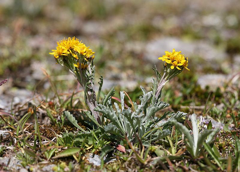 File:CH senecio incanus ssp. carniolicus.jpg