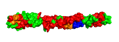 CXorf38 Space-filling Model.png