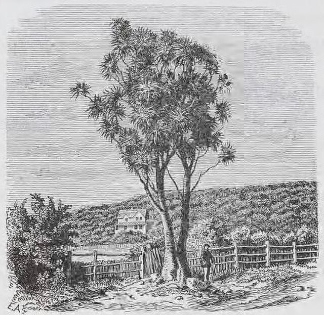 View of the single cabbage tree circa 1859/60