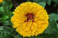 * Nomination Yellow Calendula officinalis flower. --Joydeep 10:45, 3 January 2015 (UTC) * Promotion Good quality. --Cccefalon 13:09, 3 January 2015 (UTC)