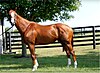 California Chrome at Taylor Made Farm