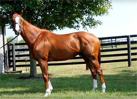 California Chrome at Taylor Made Farm