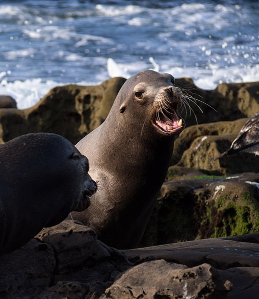 File:California sea lions in La Jolla (70445).jpg