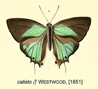 <i>Iolaus calisto</i> Species of butterfly