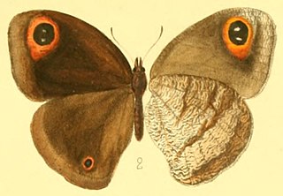 <i>Callerebia</i> genus of insects