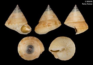 <i>Calliostoma jacquelinae</i> Species of gastropod