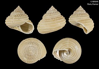 <i>Calliotropis ammos</i> Species of gastropod