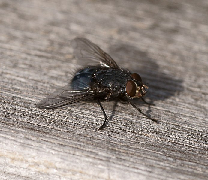 File:Calliphoridae Enäjärvi.JPG