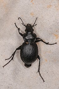 Calosoma luxatum - inat 202340540.jpg