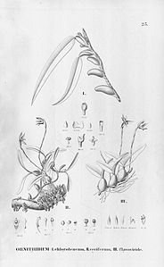 plate 25 Camaridium vestitum (as syn. Ornithidium chloroleucum), Rhetinantha cerifera (as syn. Ornithidium ceriferum), Rhetinantha notylioglossa (as syn. Ornithidium flavoviride)