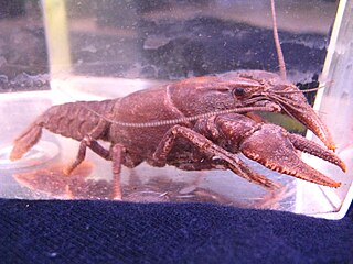 <i>Cambarus georgiae</i> Species of crayfish
