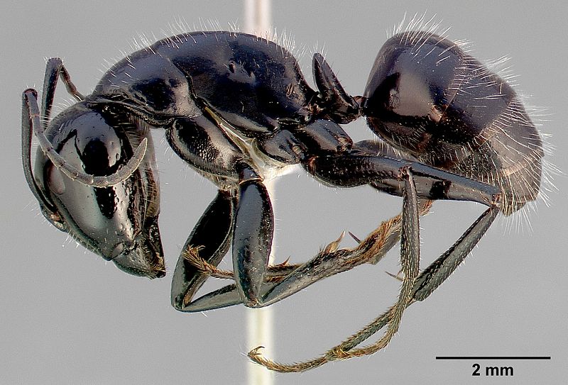 File:Camponotus laevigatus casent0005346 profile 1.jpg