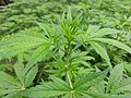 Cannabis plant (Bhang in Indian languages) 3.jpg