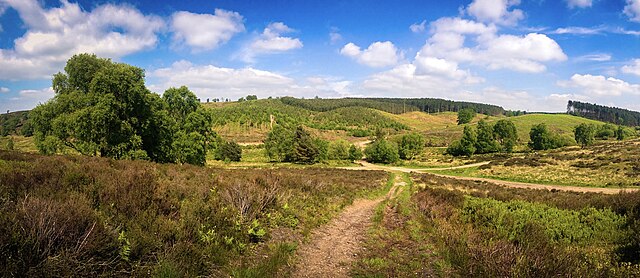 Image: Cannock Chase Sherbrook Valley (37096640) (cropped)