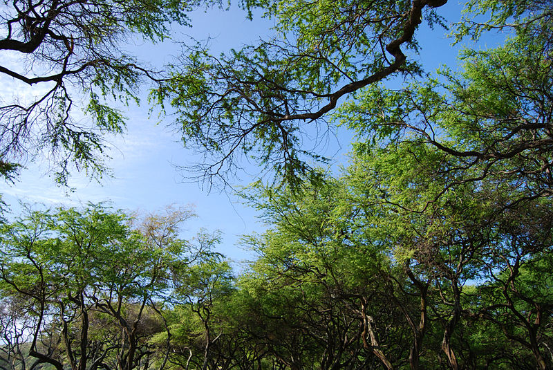 File:Canopy opening.jpg