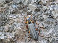 Cantharis nigricans (Müller, 1776)