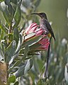 Cape Sugarbird (Promerops cafer) - Flickr - Lip Kee.jpg