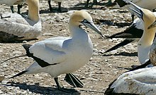 Cape gannet sideview.jpg