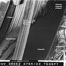 Dissected equator of sheep eye lens showing capsule where ligaments attach. Capsule with stripes-epithelium-fibers1.jpg