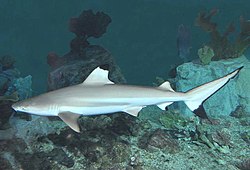 Grey reef shark