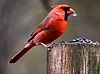 Cardinalis cardinalis1.jpg