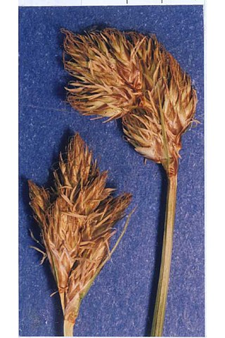 <i>Carex arapahoensis</i> Species of grass-like plant