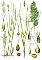 Carex brizoides 2. Carex vulpina plate 91/27