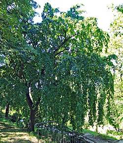 Eiropas skābardis (Carpinus betulus)