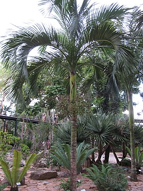 Beschrijving afbeelding Carpoxylon macrospermum 3 (8019482561) .jpg.