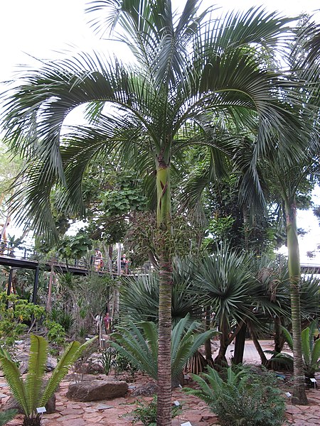 File:Carpoxylon macrospermum 3 (8019482561).jpg