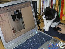 Cat stares at itself on computer monitor.jpg