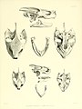 Catalogue of shield reptiles in the collection of the British Museum (8612491557).jpg