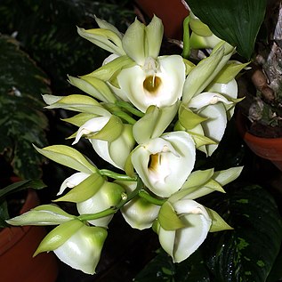 Catasetum - Wikipedia, la enciclopedia libre