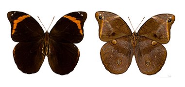 Catoblepia xanthus mounted specimen