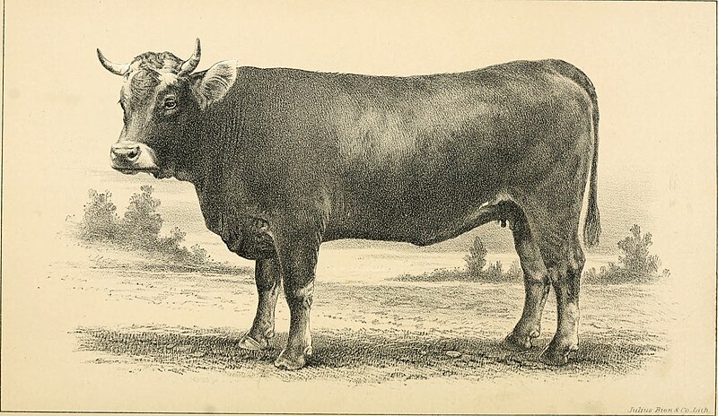 File:Cattle and dairy farming (1887) (20398764760).jpg