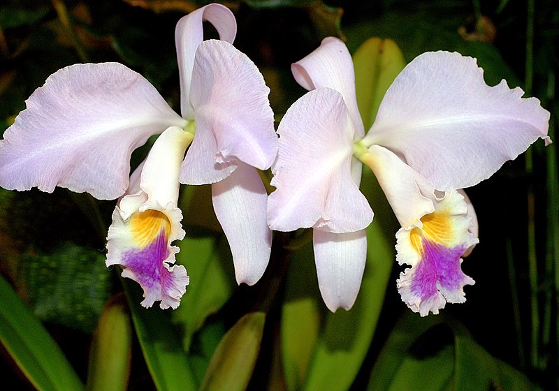 File:Cattleya mendelii Orchi 2012-09-14 020.jpg